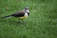 Motacilla flaviventris